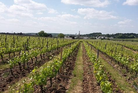 Photo du domaine partenaire Antoine Sanzay
