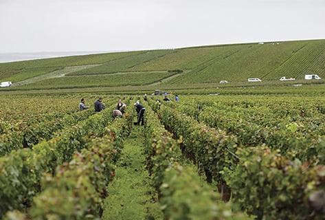 Photo du domaine partenaire Bérêche et Fils