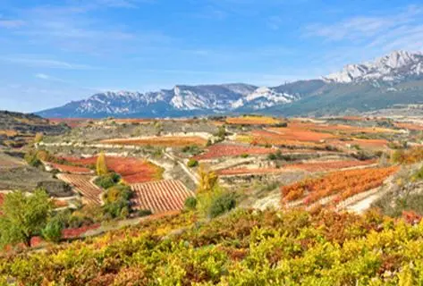 Photo du domaine partenaire Bodega Contador