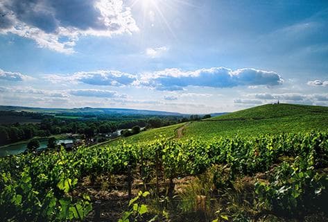 Photo du domaine partenaire Champagne Philipponnat