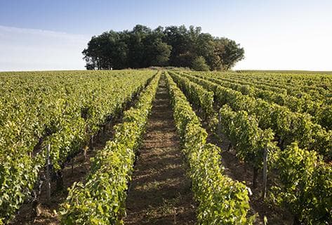 Photo du domaine partenaire Château de Ferrand (Saint-Emilion)
