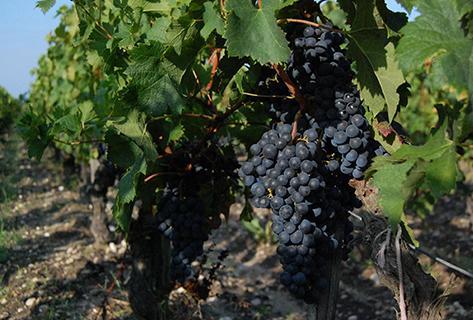 margaux chateau ferriere
