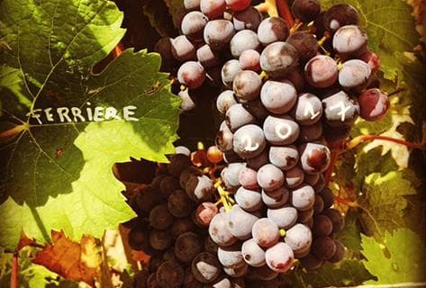 Château Ferrière - 3