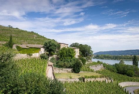 Château-Grillet - 1