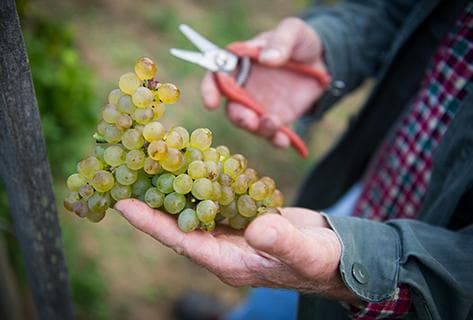 Château-Grillet - 4