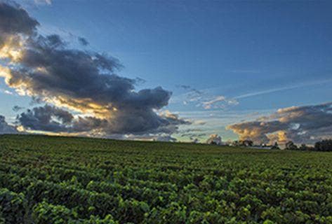 Photo du domaine partenaire Château Lafite-Rothschild