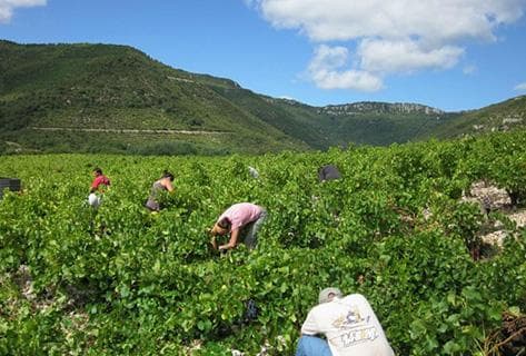 Photo du domaine partenaire Clos Maia