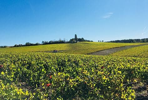 Photo du domaine partenaire Fleury Père & Fils