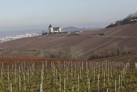 Photo du domaine partenaire Laherte Frères