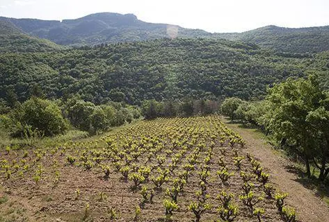 Photo du domaine partenaire Mas Jullien
