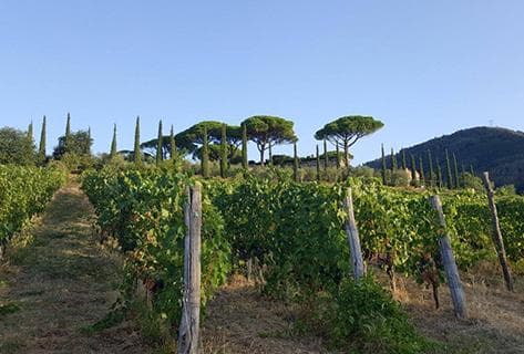 Photo du domaine partenaire Tenuta di Valgiano