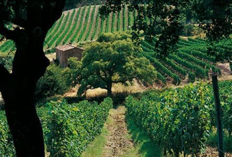 Photo du domaine partenaire Tenuta San Guido
