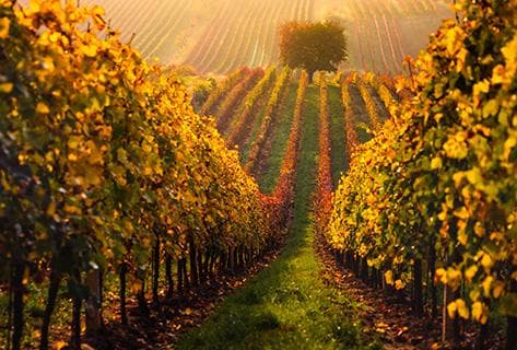 Photo du domaine partenaire Clos de la Durandière