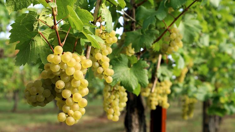 Sauvignon blanc grapes growing on the vine