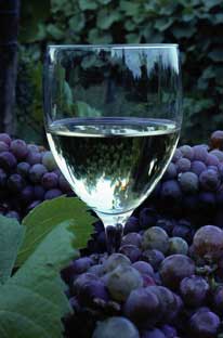 Verre de vin blanc au milieu de grappes de raisin