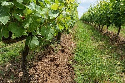 François Chidaine - 2