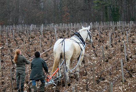 Photo du domaine partenaire Elise Dechannes