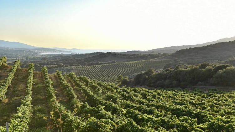 Corsican vines