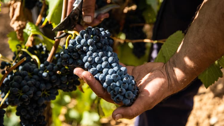 Bunch of grapes from the 2022 vintage being harvested