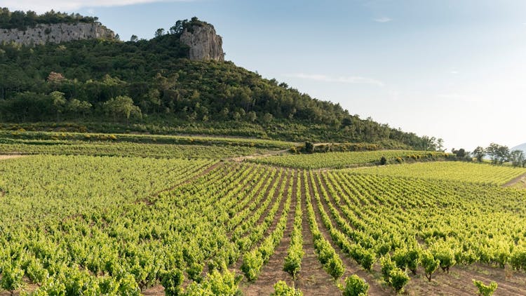 chateau de roquefort roquefort-la-bedoule vin provence iDealwine