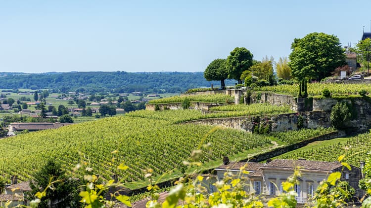 Bordeaux vignes