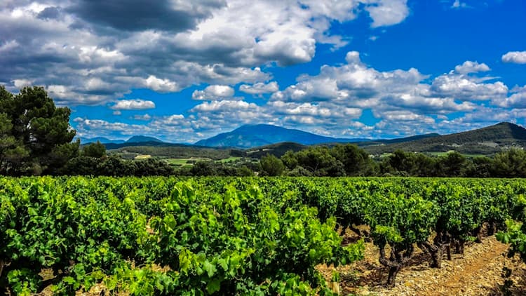 vignes elodie balme