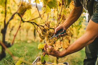 Different types of viticulture Different types of viticulture