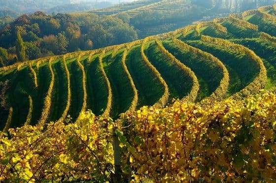 The great viticultural regions The great viticultural regions