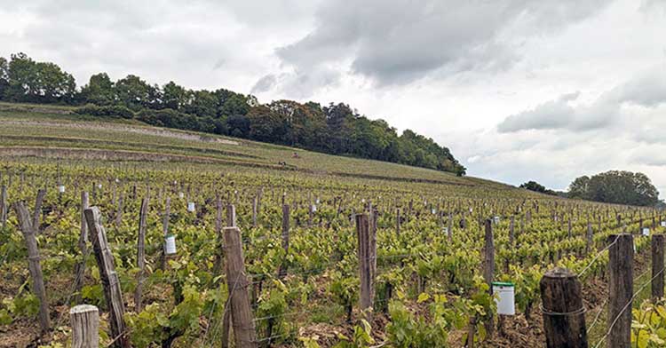 Primeurs 2023 | La rive droite : analyse du millésime et coups de cœur à Saint-Emilion, Pomerol…