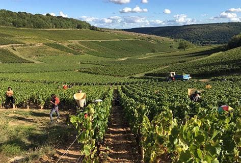 Photo du domaine partenaire Alain Gras