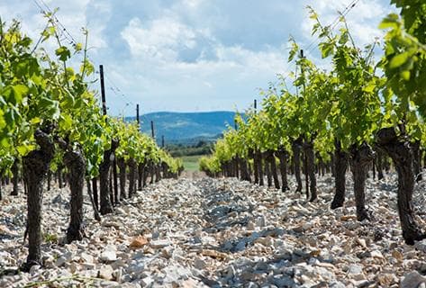 Photo of partner producer Anne Gros & Jean-Paul Tollot