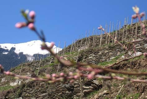 Foto des Partnerweinguts Ardoisières (Domaine des)