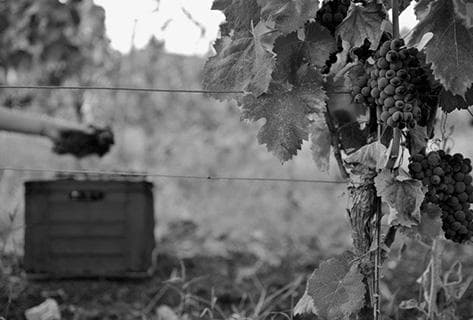 Photo du domaine partenaire Azienda Agricola Cos