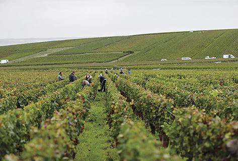 Photo du domaine partenaire Bérêche et Fils