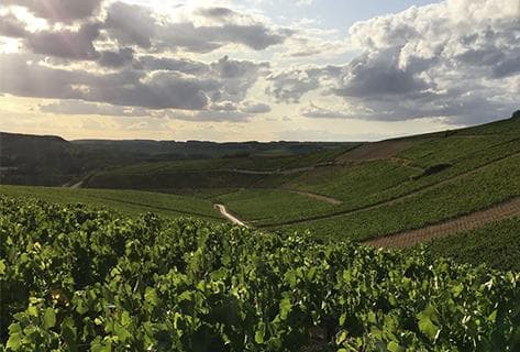 Foto des Partnerweinguts Billaud-Simon