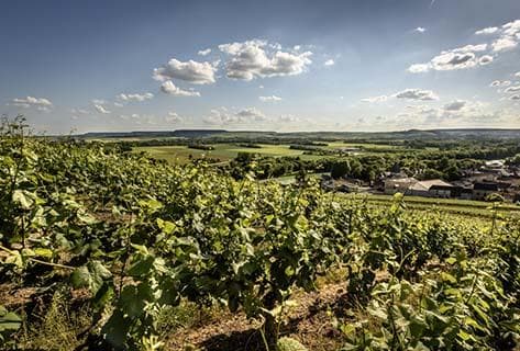 Photo du domaine partenaire Billecart-Salmon