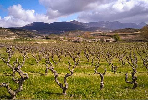 Photo du domaine partenaire Bodega Ossian