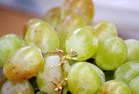 Photo du domaine partenaire Bouchot (Domaine du)