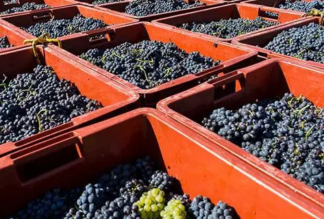 Champagne Elemart Robion - 2