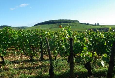 Photo du domaine partenaire Chandon de Briailles
