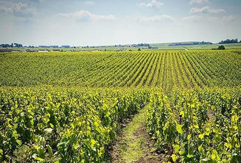 Foto des Partnerweinguts Chartogne-Taillet