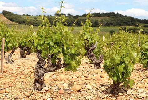 Photo du domaine partenaire Charvin