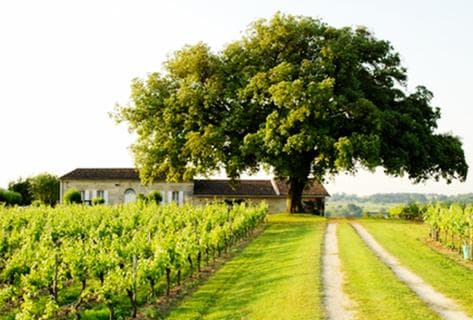 Photo du domaine partenaire Château Canon Pécresse