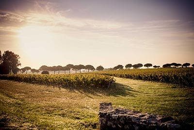 Photo du domaine partenaire Château Clarke