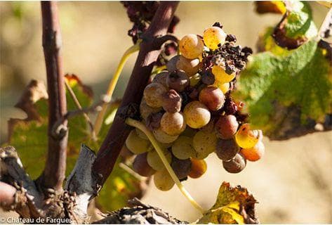 Château de Fargues - 2