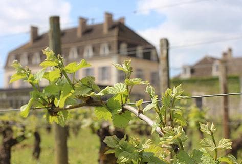 Château de Pommard - 2