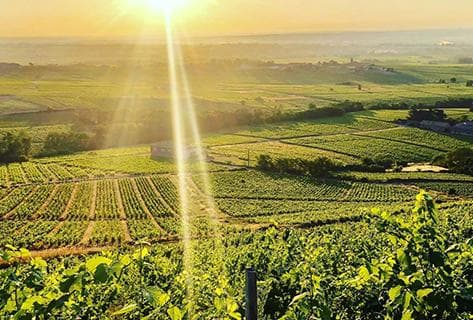 Photo of partner producer Château de Poncié (anciennement Villa Ponciago)