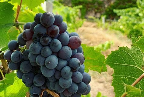 Château des Bachelards - 3