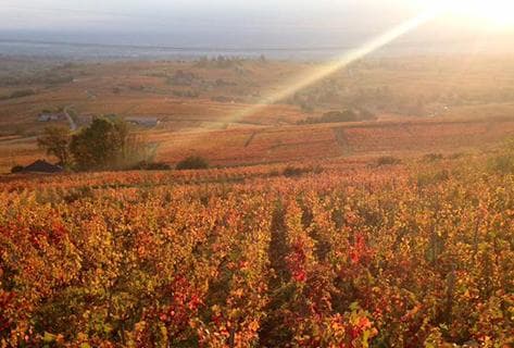 Photo du domaine partenaire Château des Rontets