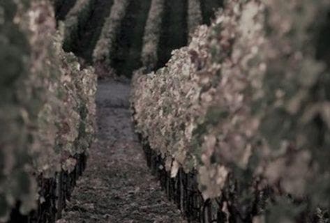 Château Fonplegade - 2